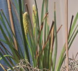 Janet B. review photo