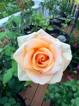 Cheri S. review photo