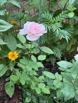 Mitch review photo