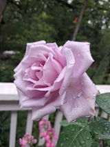Yolanda S. review photo