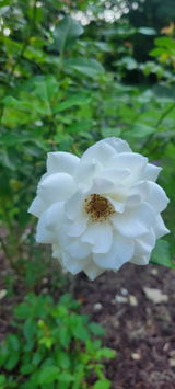 Joanna review photo