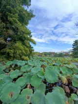 Mei Shan How review photo