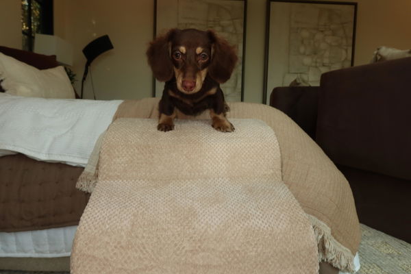 Customer photo from Piperrs.little.wrld's review of The Henley Doxie Stairs