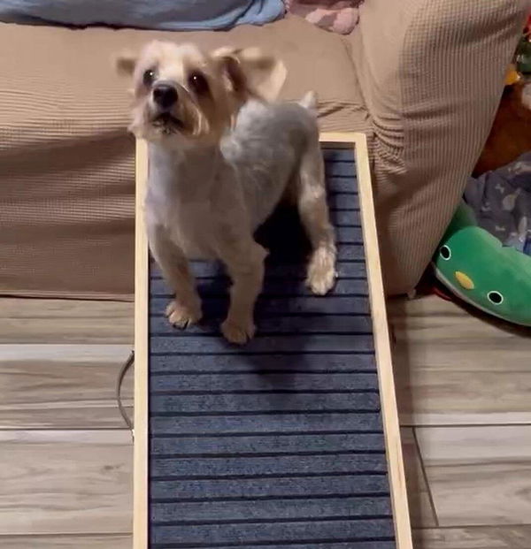 Customer photo from Heidi C.'s review of The Premium Henley Dog Ramp