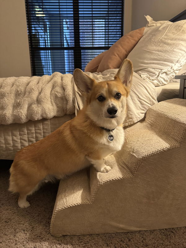 Customer photo from Katie Karim's review of The Henley Doxie Stairs