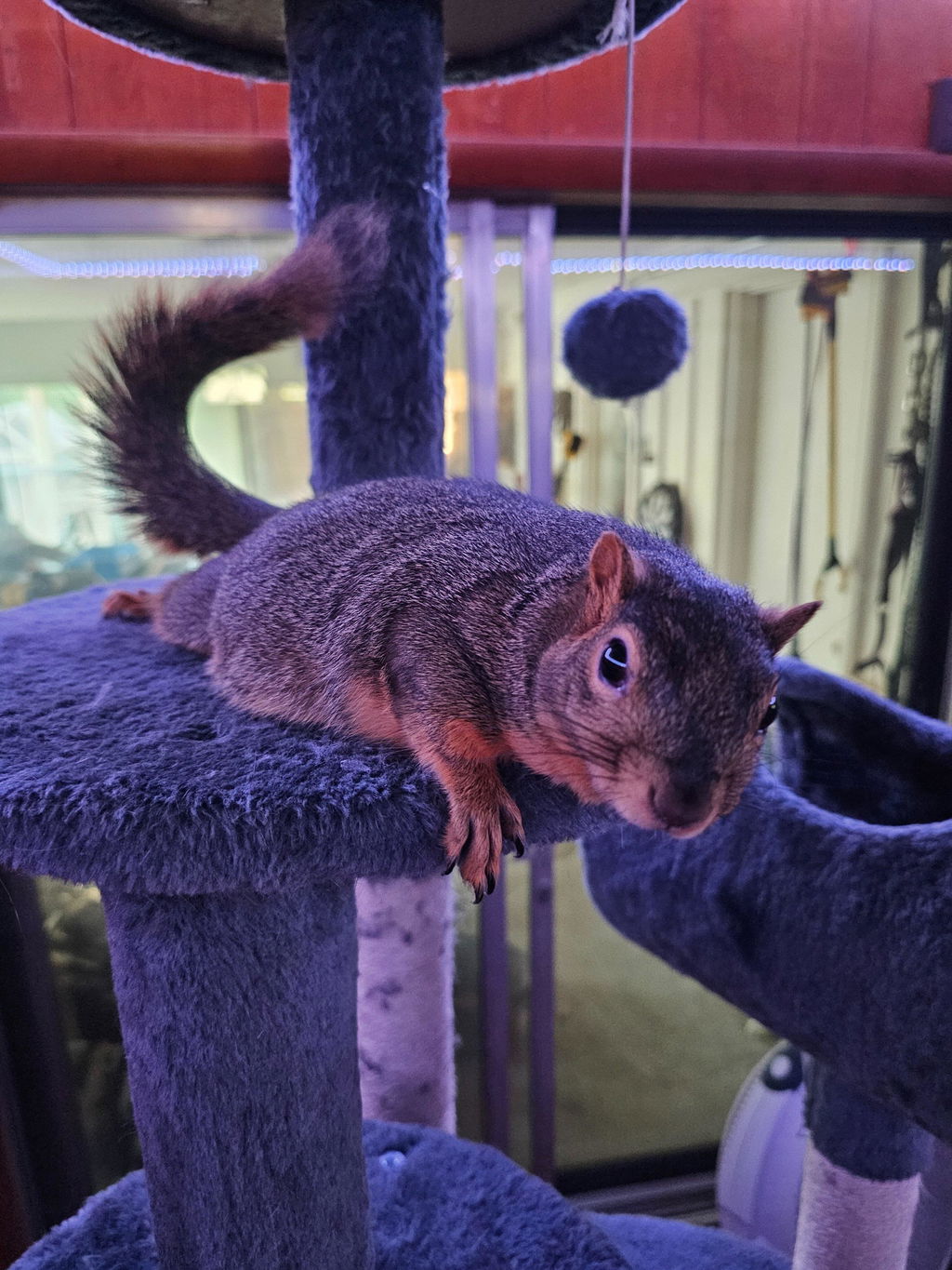 Healthy Blocks - Food for Squirrels, Flyers, Rats and Mice