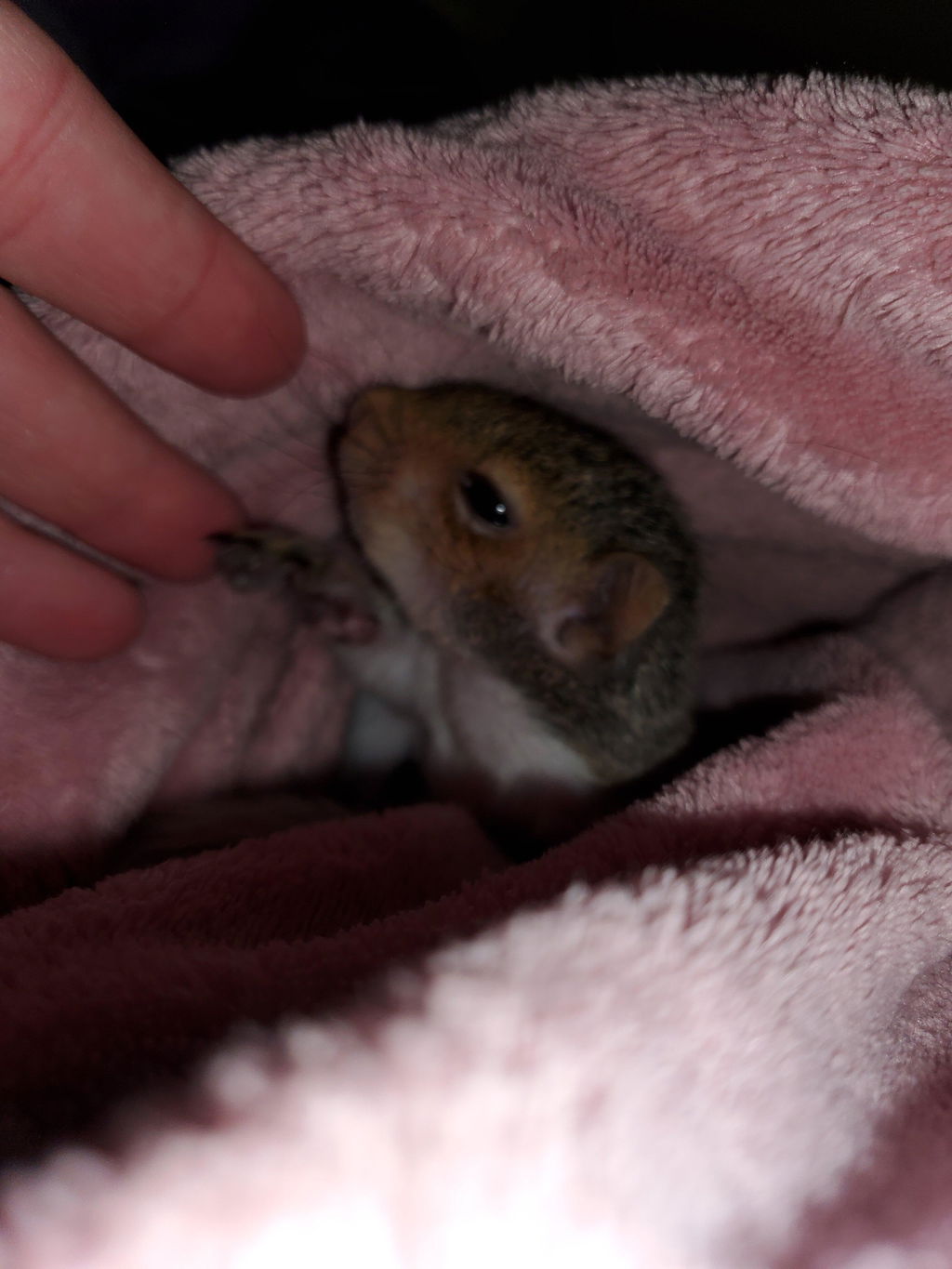 Picky Blocks - Food for Squirrels, Flyers, Rats and Mice