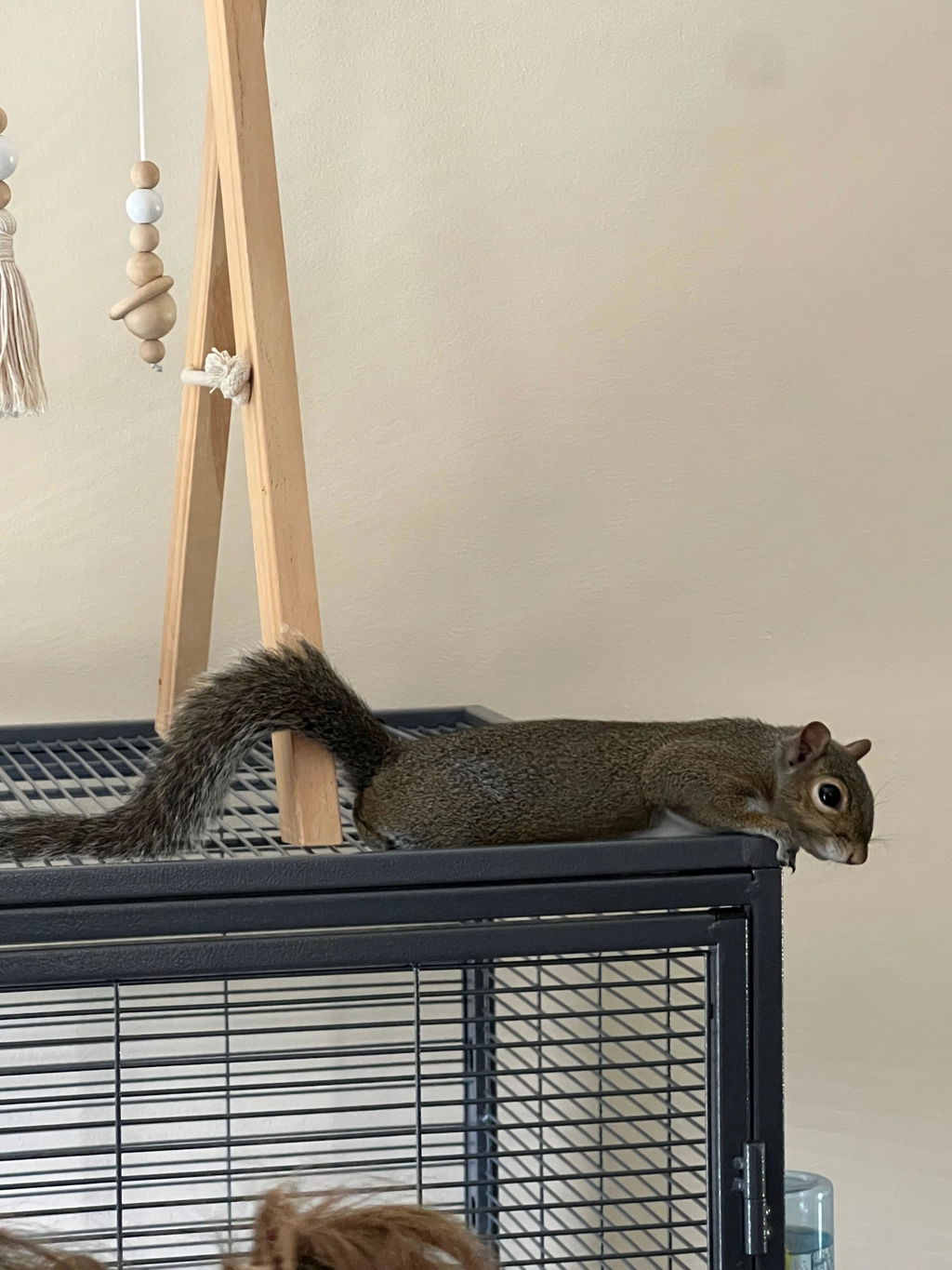 Healthy Blocks - Food for Squirrels, Flyers, Rats and Mice