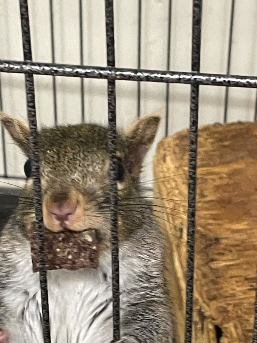 Wild Bites - Food for Squirrels, Flyers, Rats and Mice
