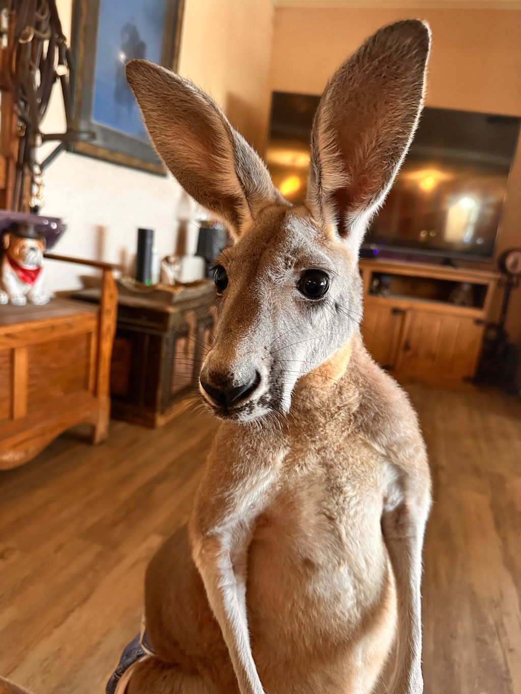 Fox Valley Day One Formula 29/35 - for Bennett's Tree-Kangaroo and Red-Necked Wallaby