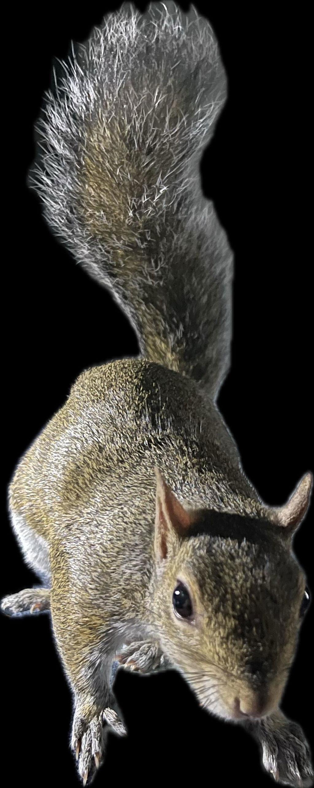 Picky Blocks - Food for Squirrels, Flyers, Rats and Mice
