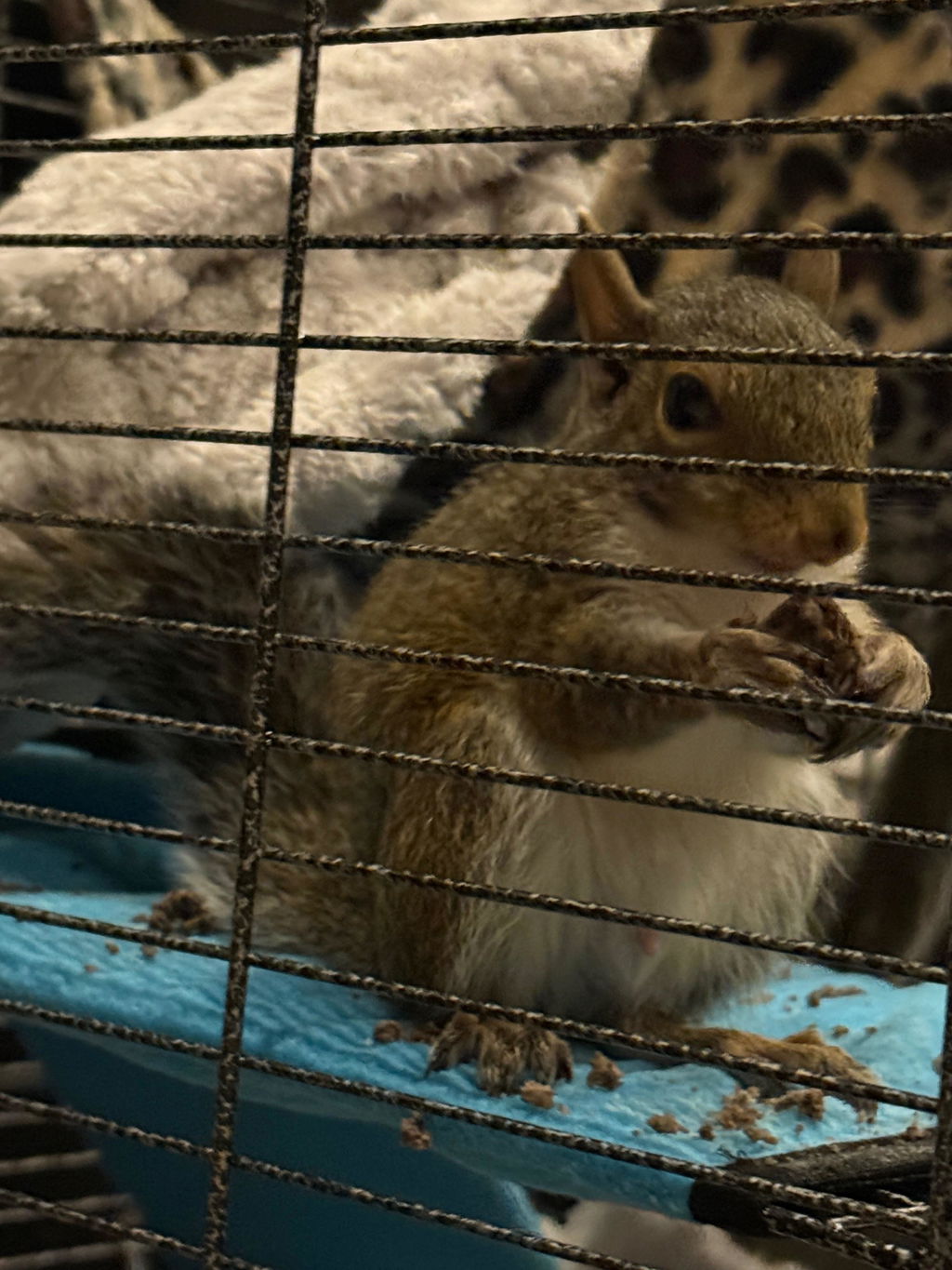 Healthy Blocks - Food for Squirrels, Flyers, Rats and Mice