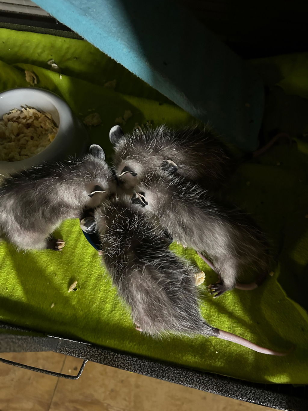 Fox Valley Day One Formula 25/30 - for Opossums
