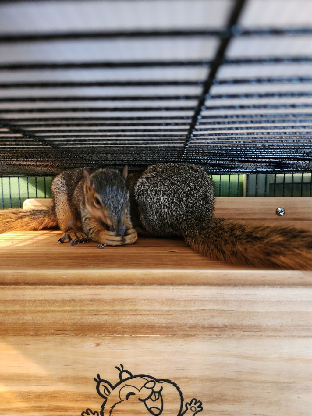 Healthy Blocks - Food for Squirrels, Flyers, Rats and Mice