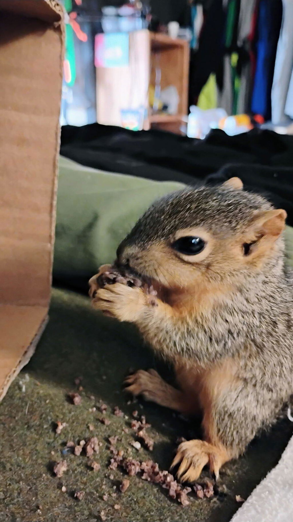 Healthy Blocks - Food for Squirrels, Flyers, Rats and Mice