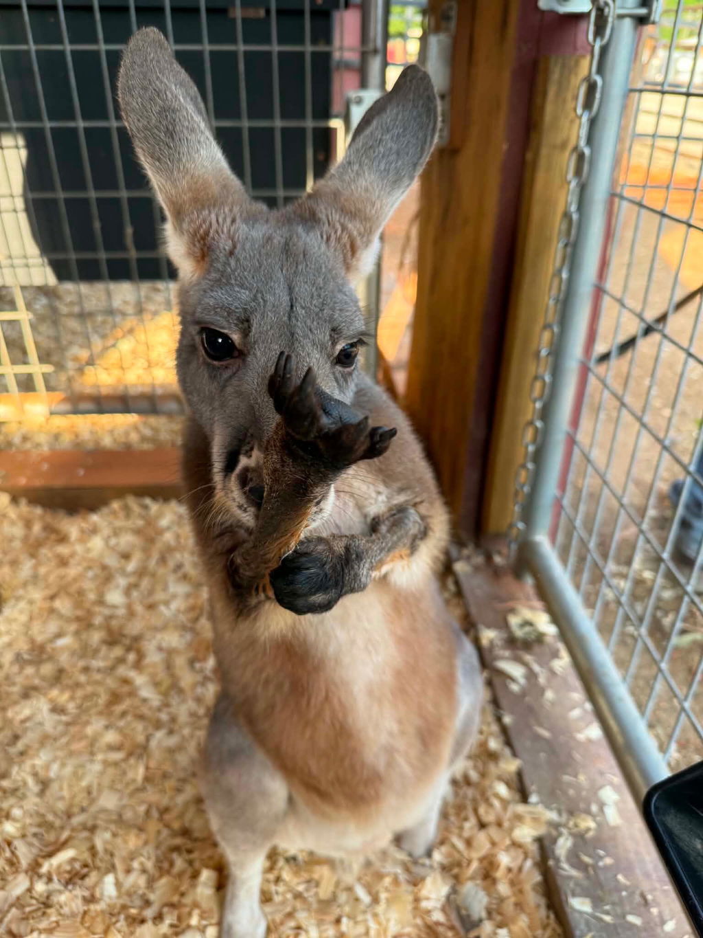 Fox Valley Day One Formula 29/35 - for Bennett's Tree-Kangaroo and Red-Necked Wallaby
