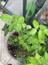 Chatura review photo