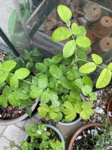Chatura review photo