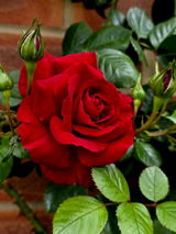Poonam R. review photo