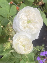 Rosemarie D. review photo