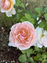 Olena S. review photo
