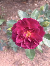 Dr S.B. review photo