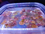 P. review photo