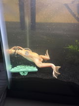 A.S. review photo