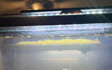 S.i.w.A.u. review photo
