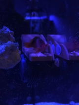 B.P. review photo