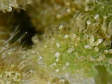 A.S. review photo