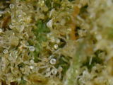 A.S. review photo