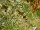 A.S. review photo