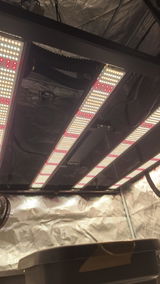 Alec S. review photo