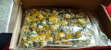 Phoenix Shanklin review photo