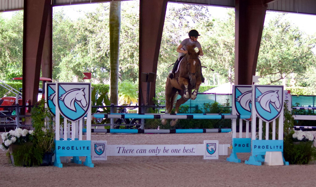 VetCur Yest Horse