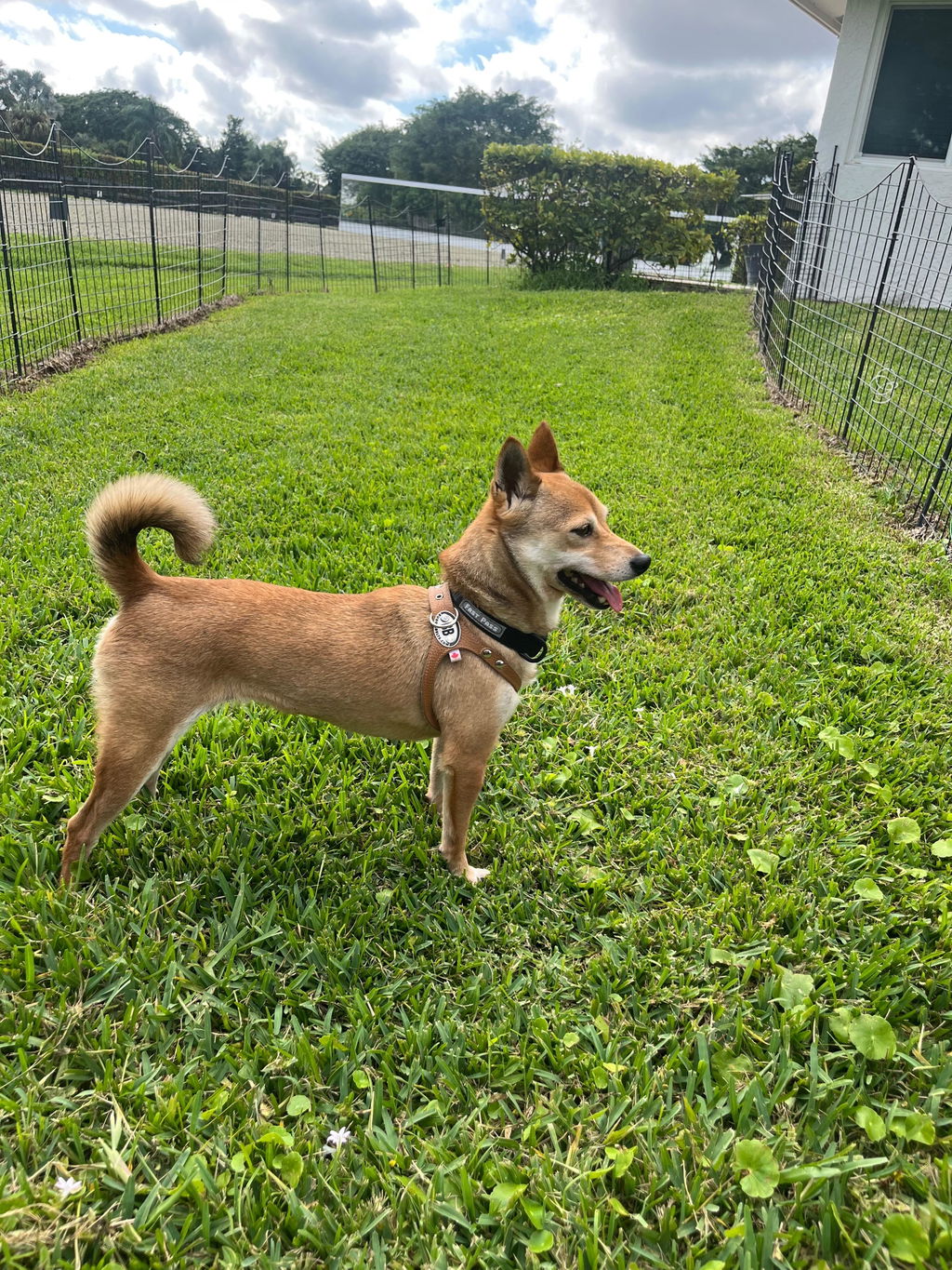 VetCur ImVet Dog