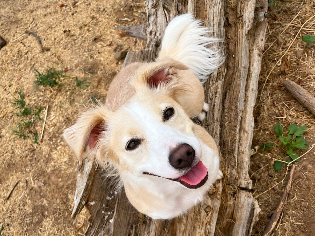 VetCur Cur1 Dog