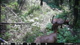 Tree Mount for Trail Camera Dual Ball Swivel