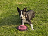 alun n bug review photo