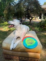 Persy the Cattle Pitty Disc Dog review photo