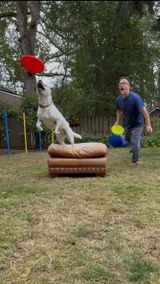 Persy the Cattle Pitty Disc Dog review photo