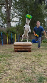 Persy the Cattle Pitty Disc Dog review photo
