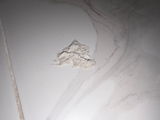 Alyssa Montes review photo