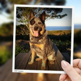 Vicki & Cattledog Kandi review photo