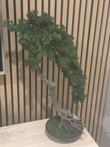 Ivy review photo
