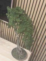 Ivy review photo