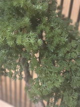 Ivy review photo