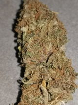 Royus review photo