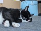 Lucie&Opera review photo